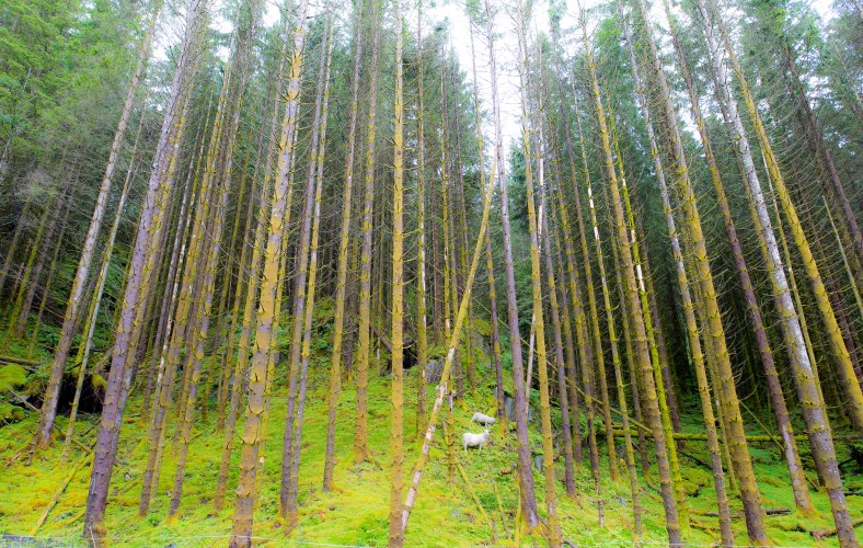 20160704-_MG_0054Ingeborg Dirdal