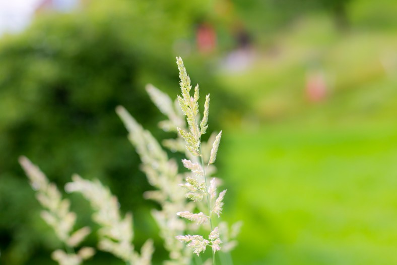 20160704-_MG_0064Ingeborg Dirdal